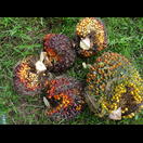 Geerntete Fruchtstände, die wahrscheinlich zur Abholung am Straßenrand abgelegt wurden